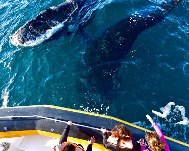 avistaje de ballenas en puerto madryn