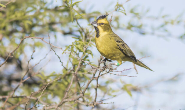Aves y mamíferos autóctonos de Entre Ríos fueron declarados monumentos naturales